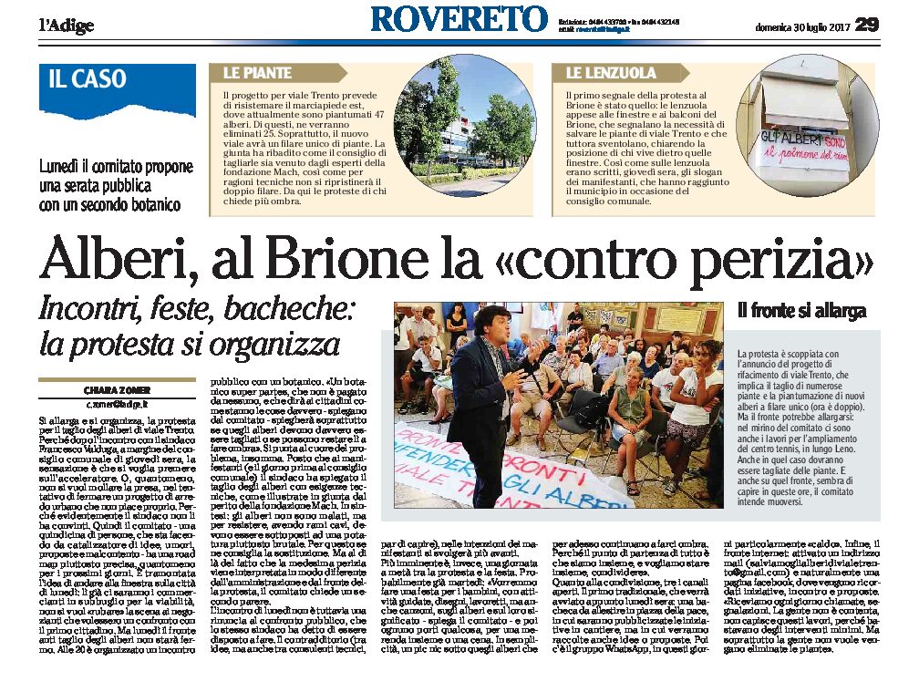 Rovereto, viale Trento: alberi, al Brione la “contro perizia”. La protesta si organizza